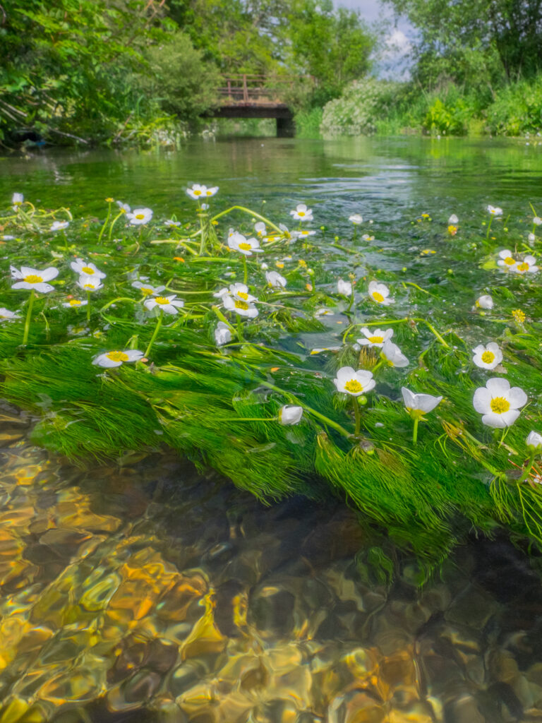 Ranunculus, or water crowfoot