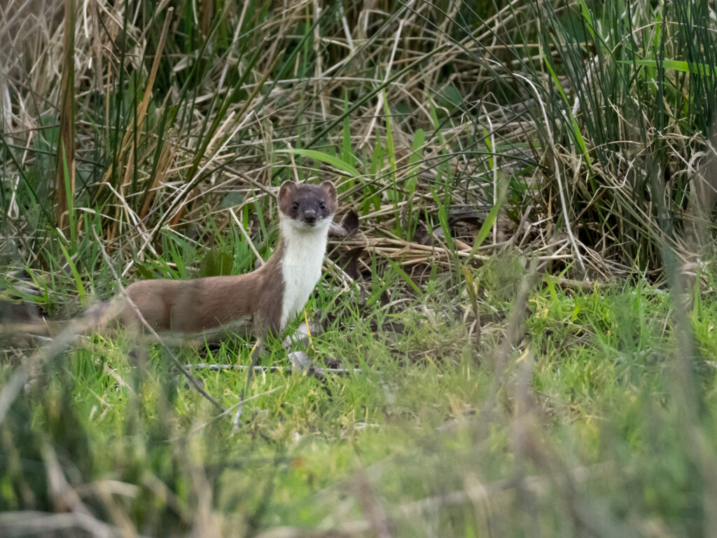 Stoat at Moor Hatches by Dick Hawkes